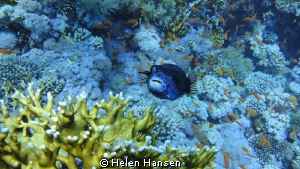 puffer by Helen Hansen 
